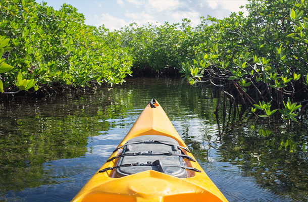 Kayak Ride through Mangrove and Islands in Bentota