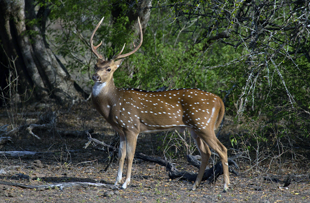 Brown Deer with Horns at Yala National Park
