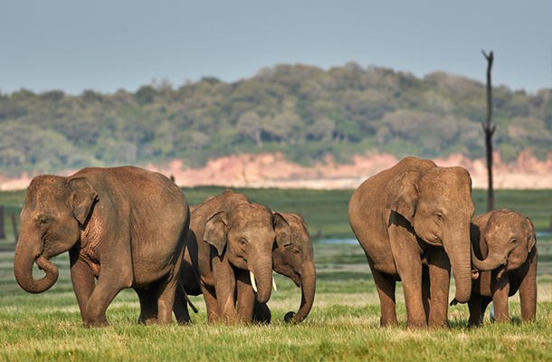 Wild Elephants sighting in Habarana