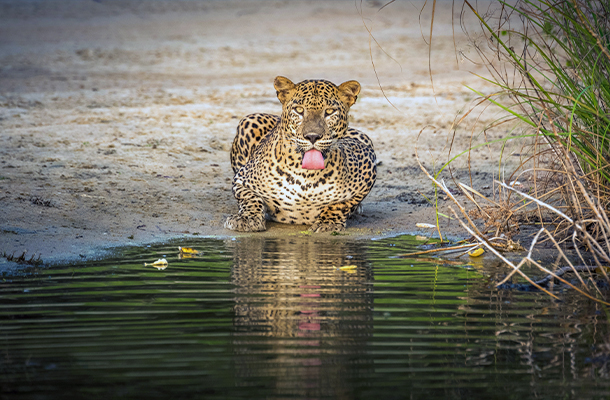 Leopard drinking water at Yala National Park