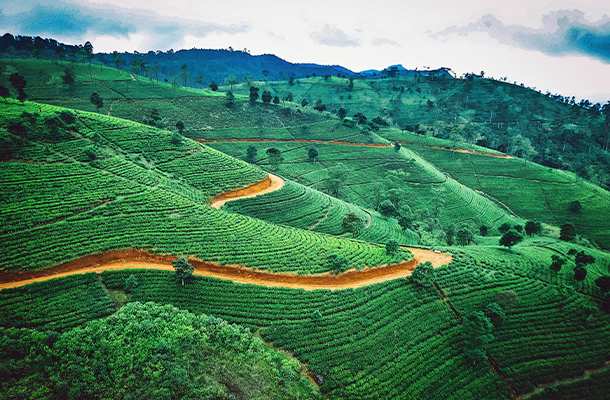 Tea Plantation in Nuwara Eliya