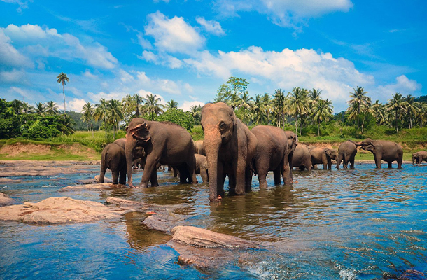 Pinnawala Elephant Orphanage